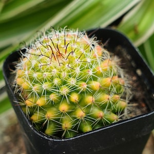Mammillaria Jaliscana - Etsy