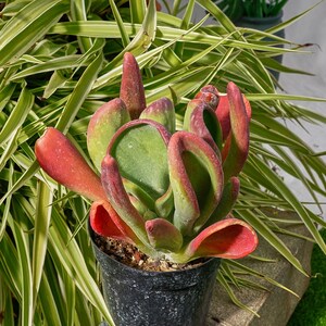 May include: A succulent plant with green leaves and red stems in a black pot. The plant is growing in a curled shape.