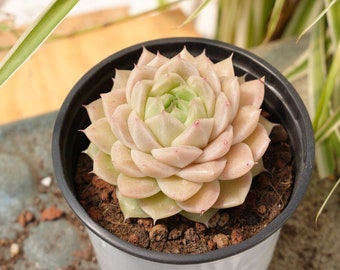 Echeveria weiße Jade-Sukkulente