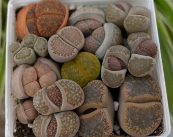 Lithops Lesliei - Succulentes