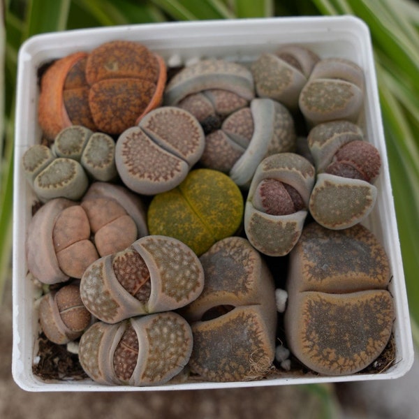 Lithops Lesliei-Succulent