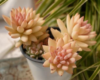 Sedeveria Silver Frost-Succulent