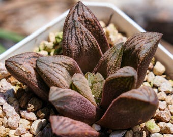 Haworthia Renny Hakuja - Succulent