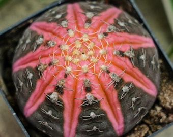 Gymnocalycium Ragonesei Variegated - Cactus raros, plantas de cactus vivas