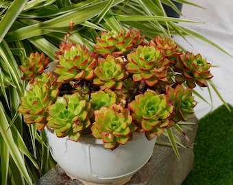Sedeveria Letizia-Succulent