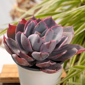 Echeveria Afterglow-Succulent