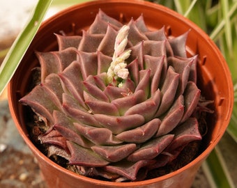 Echeveria Ppippi Saeu-Succulent