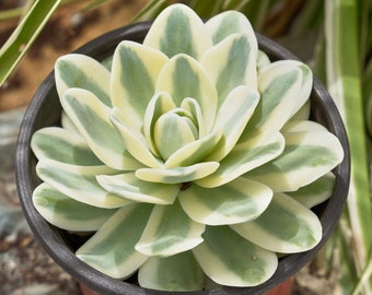 Orostachys Iwarenge Variegated-Succulent