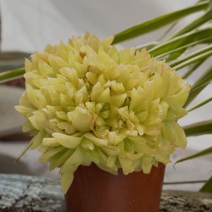 Haworthia Cymbiformis Xantha Oro-Suculenta