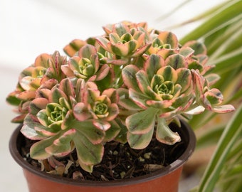 Aeonium Sweet Tea-Succulent