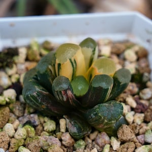 Haworthia Maughanii Red Moon Variegated - Haworthia