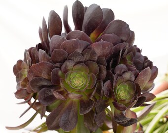 Succulente nocturne d'Halloween Aeonium