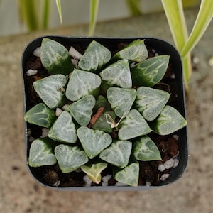 May include: A small succulent plant with green, heart-shaped leaves in a black plastic pot. The plant is surrounded by brown soil and small white pebbles.