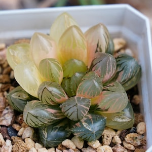 Haworthia Cooperi OM Variegated - Succulent