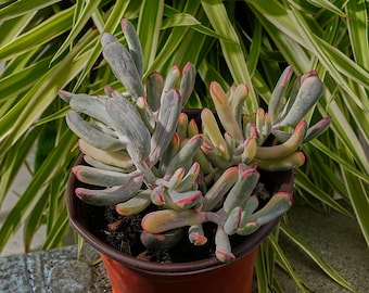 cast iron plant seeds Cast Iron Plant (Aspidistra elatior Blume)