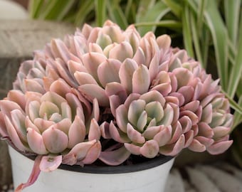 Echeveria Hoveyi Variegated-Succulent