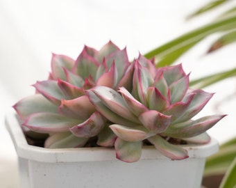 Echeveria Moon Gad Barniz Abigarrado-Suculento