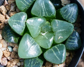 Haworthia Correcta Ji Cui - Succulent