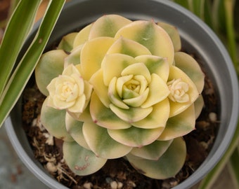 Sedeveria Rolly variegata-succulenta