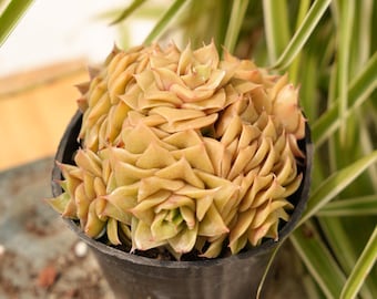 Echeveria Gold - Succulentes au feu