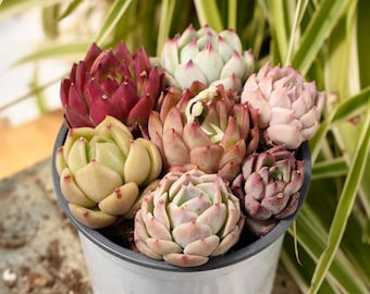 Echeveria Bunte Kombination-Sukkulenten