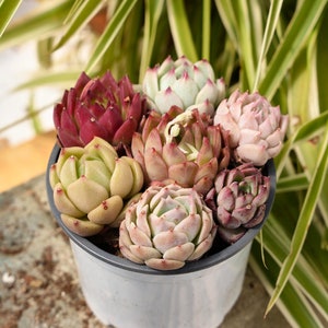 May include: A close-up of a small pot of succulents. The succulents are a variety of colors, including green, pink, and red. The pot is white and has a rough texture.