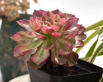 Aeonium Halloween Variegated-Succulent