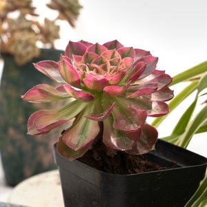 Aeonium Halloween Variegated-Succulent