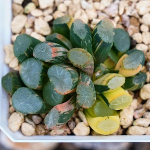Haworthia Maughanii Window Variegated - Succulent