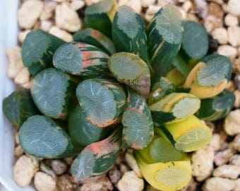 Haworthia Maughanii Ventana Variegada - Suculenta
