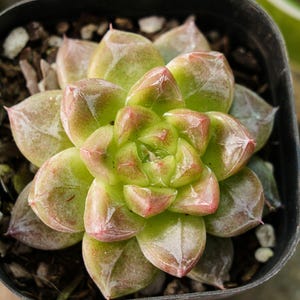Peut inclure: Gros plan d'une plante succulente dans un pot carré noir. La plante a des feuilles vertes avec des pointes rouge-rose. Les feuilles sont disposées en rosette. La terre est visible dans le pot.