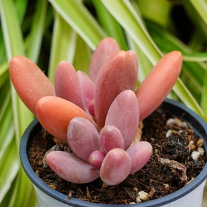 Pachyphytum Captain Jessop - Succulent