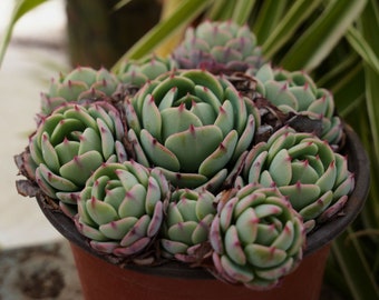 Echeveria Secunda-Succulent