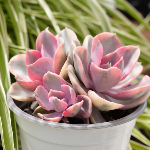 Echeveria Rainbow-Succulent