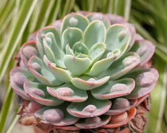 Gouttes de pluie Echeveria - Succulentes