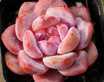 Echeveria Snow Angel - Rare Succulents, Cactus Plants Live