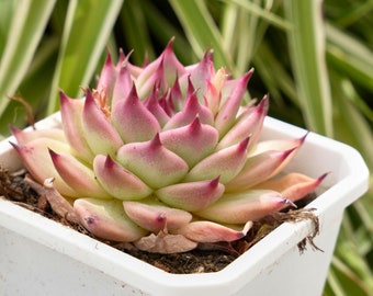 Echeveria Toscannelly-Succulent