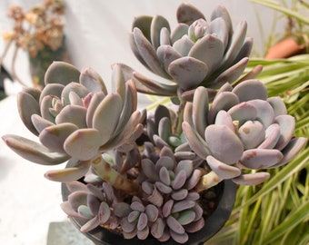 Echeveria Cenerentola-Succulente