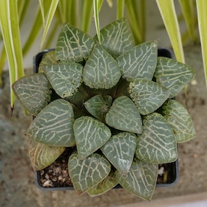 Haworthia 101 Crystal - Succulent