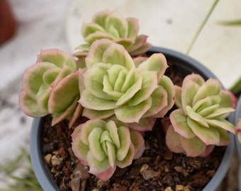 Echeveria Ice Rose Abigarrada-Suculenta