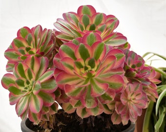 Aeonium Pink Witch-Succulent