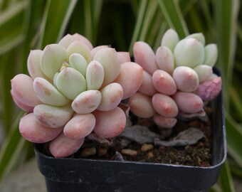 Graptoveria White Horse-Succulent