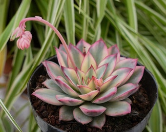 Echeveria Moon Gad Varnish Variegated-Succulent