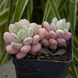 Graptoveria White Horse-Succulent