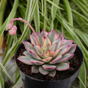 Op de afbeelding: Een succulent met roze en groene bladeren in een zwarte pot. De plant heeft een rozetvorm en bloeit met roze bloemen.