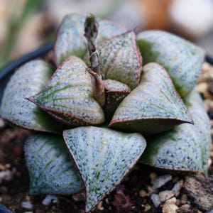 Haworthia Splendens - Succulent