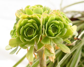 Cachemire vert Aeonium - Succulent