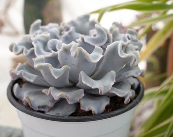 Echeveria Madiba blanc - succulente