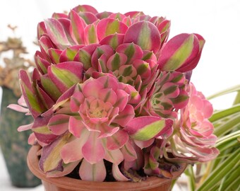 Aeonium Rosa Bruja-Suculenta