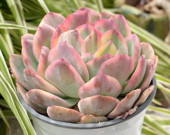 Echeveria Luella panachée-plante grasse